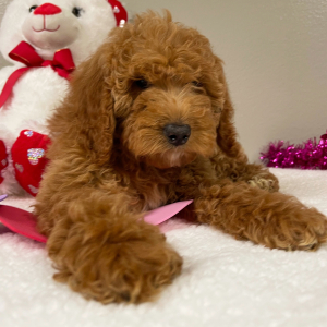 Goldendoodle Puppy Elliana