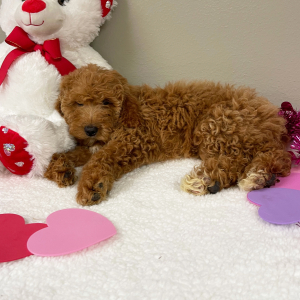 Goldendoodle Puppy Elliana