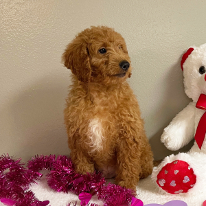 Goldendoodle Puppy Austin