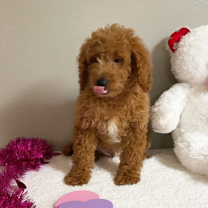 Goldendoodle Puppy Austin