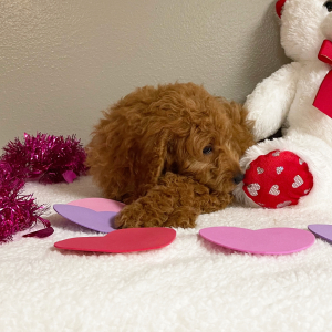 Goldendoodle Puppy Austin