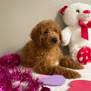 Goldendoodle Puppy Austin