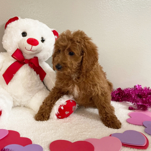 Goldendoodle Puppy Ruth
