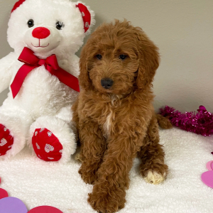 Goldendoodle Puppy Ruth