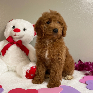 Goldendoodle Puppy Ruth