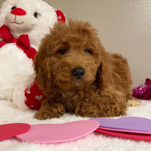 Goldendoodle Puppy Ruth