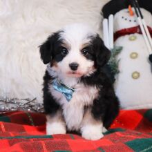Bernedoodle Puppy Laiken