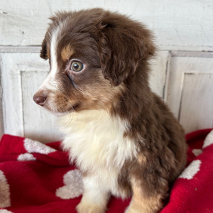 Australian Shepherd Puppy Scarlett