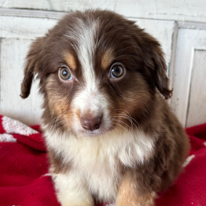 Australian Shepherd Puppy Scarlett