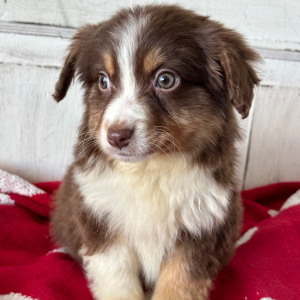 Australian Shepherd Puppy Scarlett