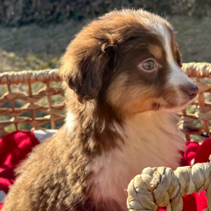 Australian Shepherd Puppy Scarlett