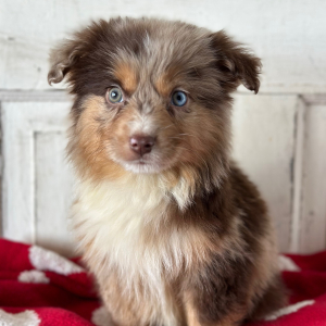 Australian Shepherd Puppy Luke