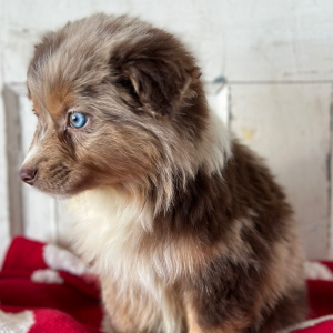 Australian Shepherd Puppy Luke