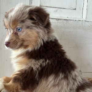 Australian Shepherd Puppy Luke