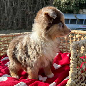 Australian Shepherd Puppy Luke