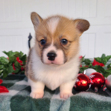 Pembroke Welsh Corgi Puppy Arlo
