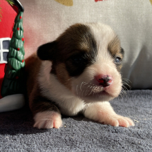 Pembroke Welsh Corgi Puppy Kyra