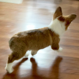 Pembroke Welsh Corgi Puppy Kyra