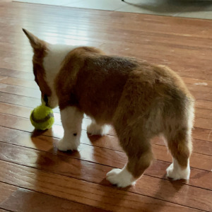 Pembroke Welsh Corgi Puppy Kyra
