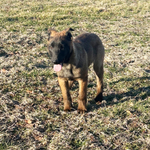 Belgian Malinois Puppy Rosie