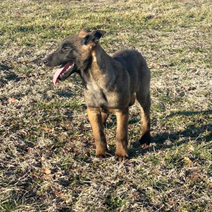 Belgian Malinois Puppy Rosie