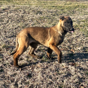 Belgian Malinois Puppy Rosie