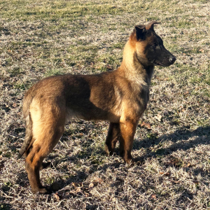 Belgian Malinois Puppy Rosie