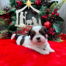 Shih Tzu Puppy Dennis
