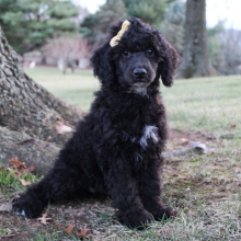 Poodle Puppy Mia