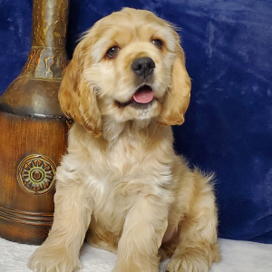 Cocker Spaniel Puppy Whiskey
