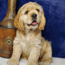 Cocker Spaniel Puppy Whiskey
