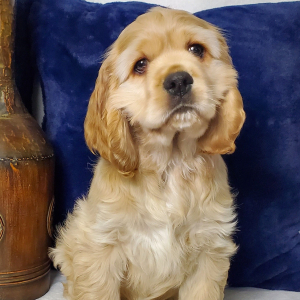 Cocker Spaniel Puppy Whiskey