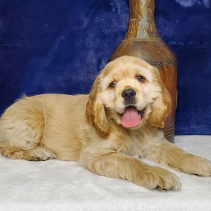 Cocker Spaniel Puppy Whiskey