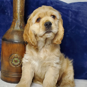 Cocker Spaniel Puppy Whiskey