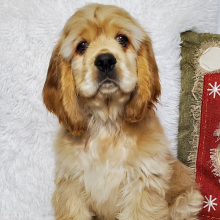 Cocker Spaniel Puppy Whiskey