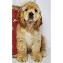 Cocker Spaniel Puppy Whiskey