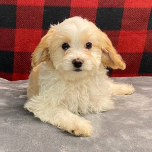 Cavapoo Puppy Penny