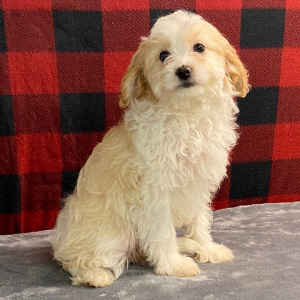 Cavapoo Puppy Penny