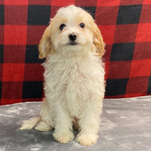 Cavapoo Puppy Penny