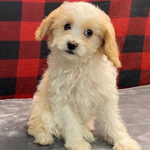 Cavapoo Puppy Penny