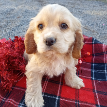 Cocker Spaniel Puppy Alabama