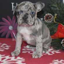 French Bulldog Puppy Karli