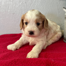 Cavapoo Puppy Trixie