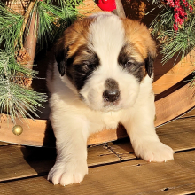 Saint Bernard Puppy Barfalomew