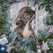 Chihuahua Puppy Dorie