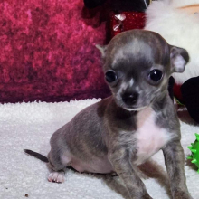 Chihuahua Puppy Dorie