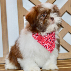 Shih Tzu Puppy Amy