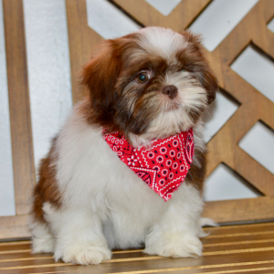 Shih Tzu Puppy Amy