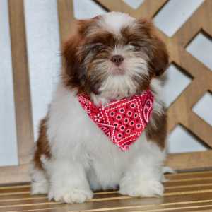Shih Tzu Puppy Amy