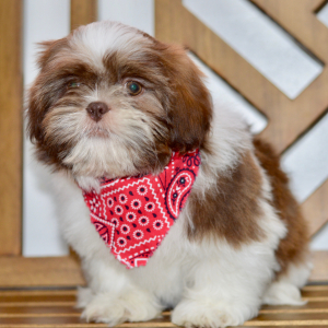 Shih Tzu Puppy Amy